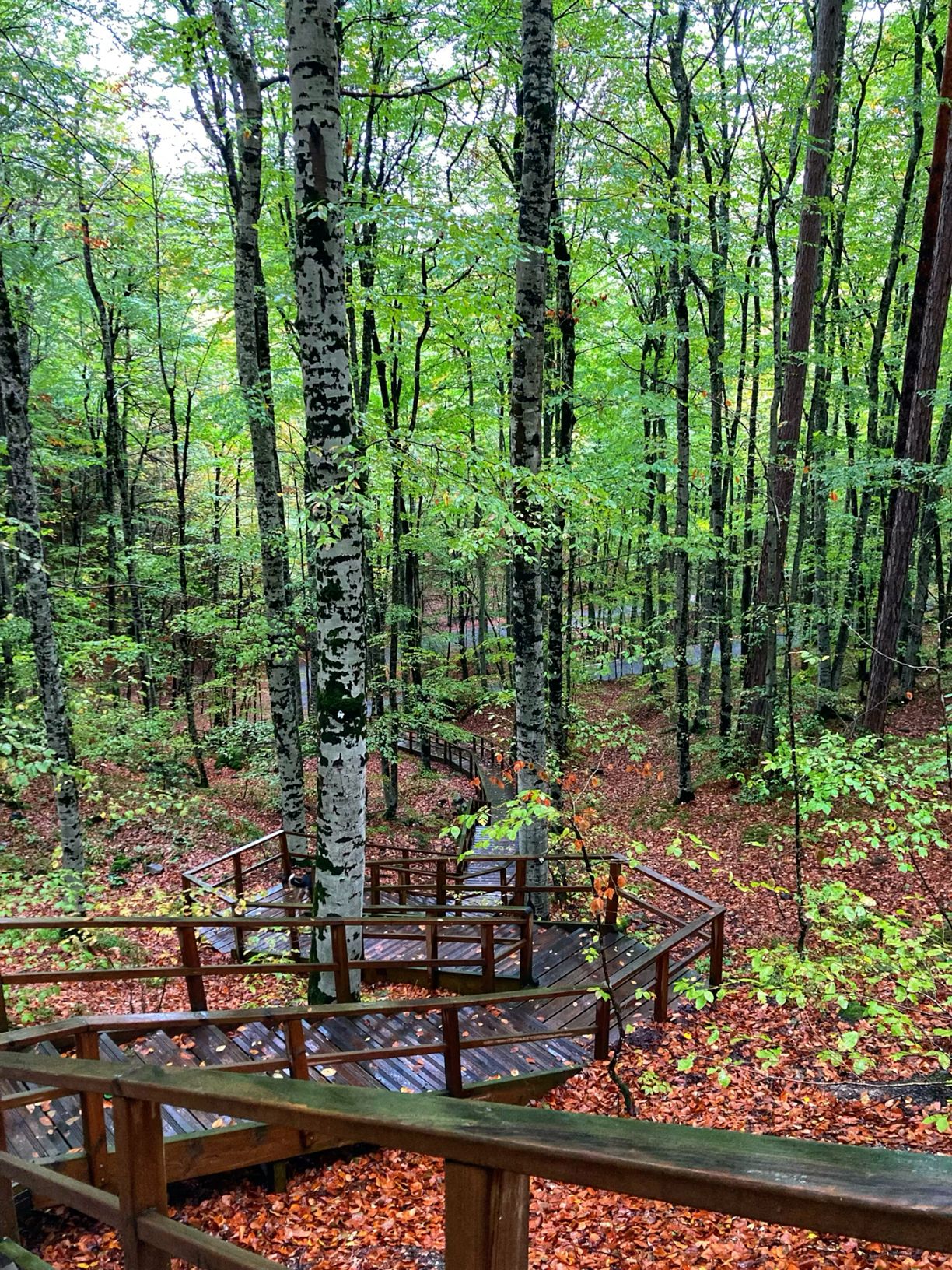 Park manzarası