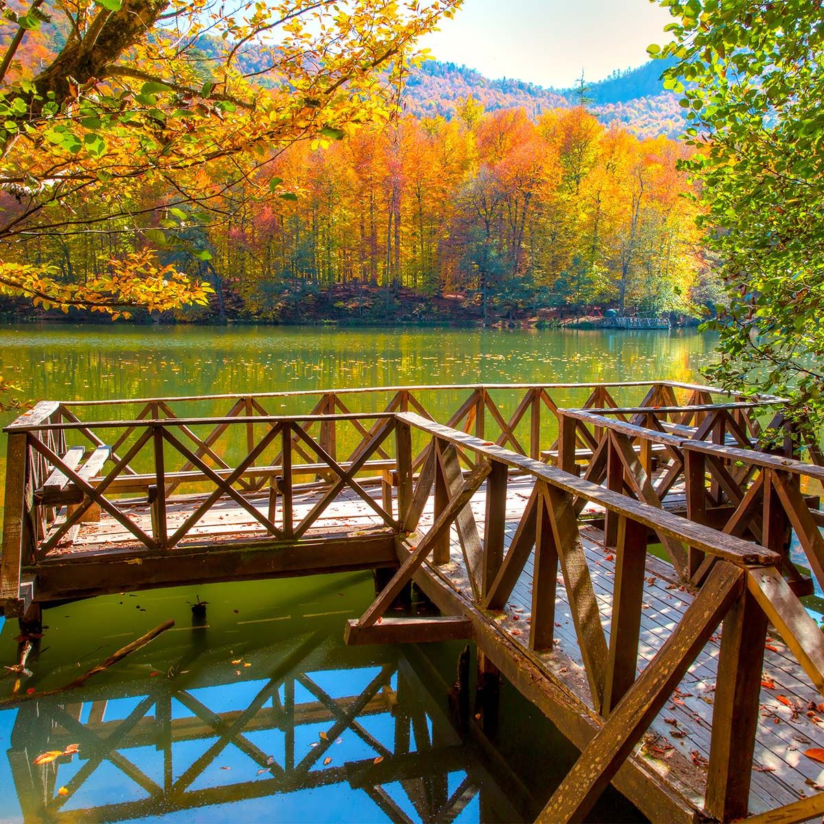 Orman yolu