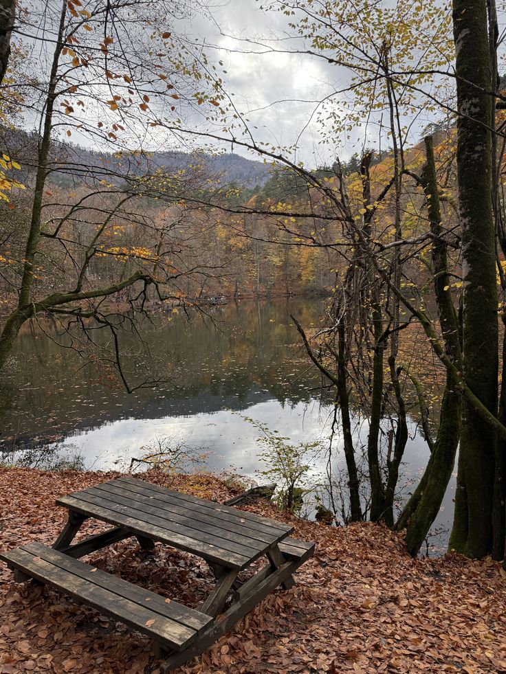 Orman yolu