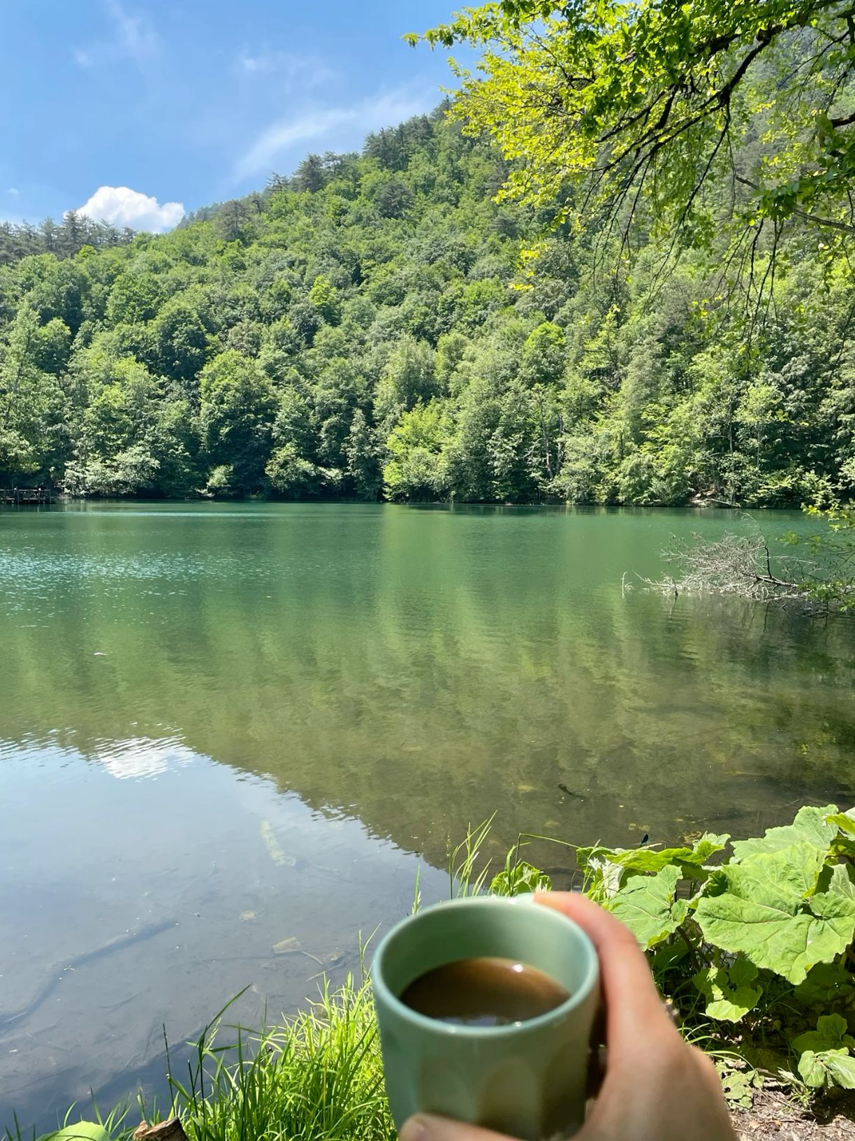 Yeşil patika